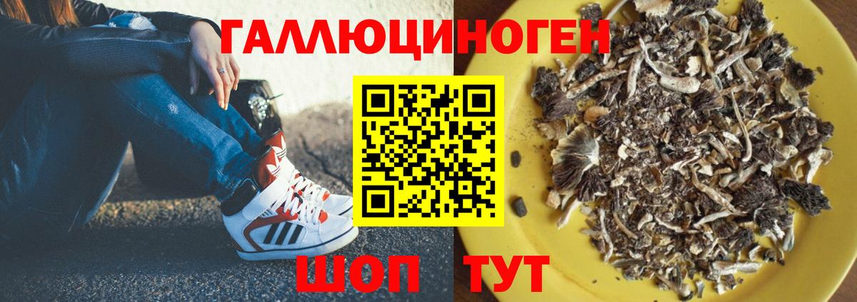 Псилоцибиновые грибы прущие грибы  Вход с VPN  Благодарный  Галлюциногенные грибы Psilocybine cubensis 